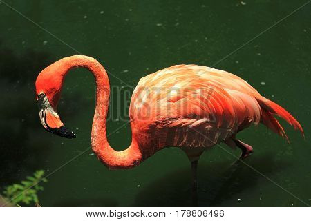 Flamingo. The image was taken in Florida National Park