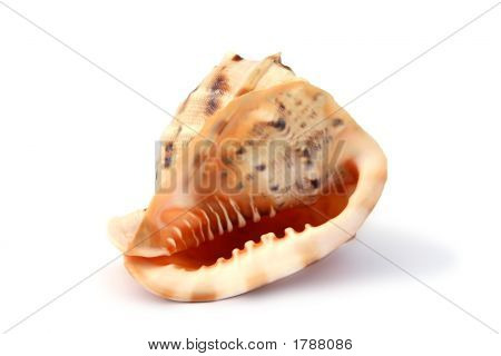 Conchas