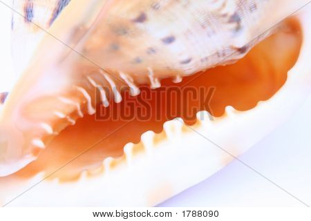 Conchas