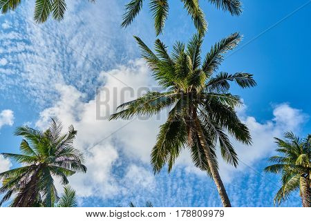 Palm View From The Bottom