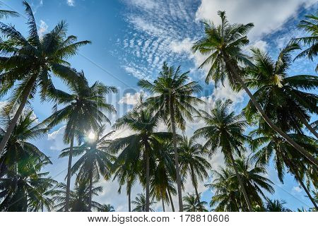 Palms View From The Bottom