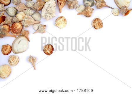 Conchas
