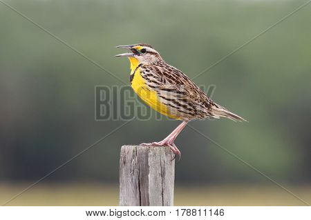 Western Meadowlark (sturnella neglecta) singing from a fence post