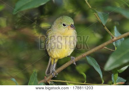 Female Painted Bunting (Passerina ciris) on a branch