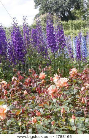 Delphiniums ที่ Alnwick Garden