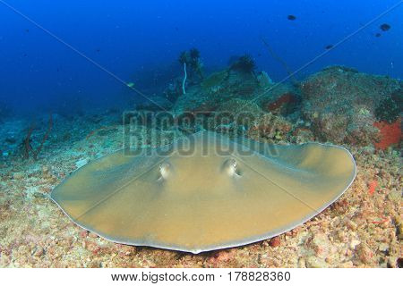 Jenkins Ray. Stingray