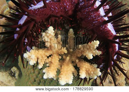 Crown-of-thorns Starfish eats coral and destroys reef