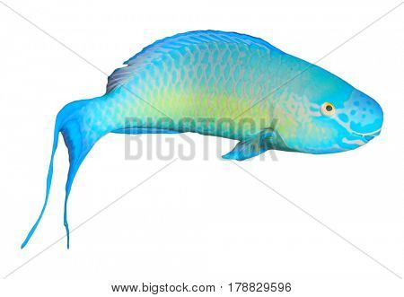 Tropical fish isolated on white background: Steephead Parrotfish