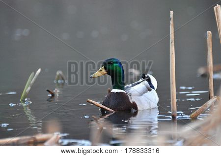 Duck - Mallard (Male), mallard, eurasian wild duck, Anas platyrhynchos