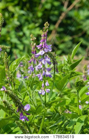 Blooming Fodder or Eastern Galega Galega Orientalis in wild close-up selective focus shallow DOF.