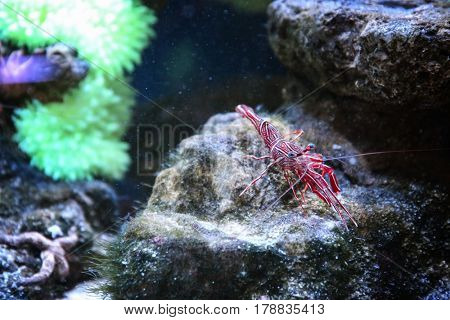 Small striped shrimp in aquarium