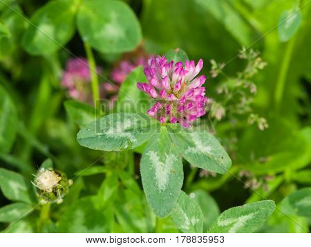 Flowers and leaves of Red Clover Trifolium pratense with bokeh background macro selective focus shallow DOF.