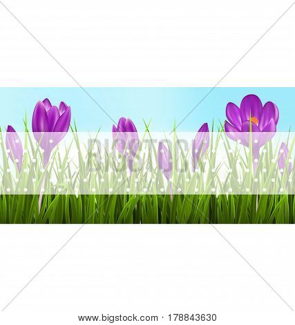 Green grass lawn and violet crocuses with transparent tape for text on sky. Floral nature spring banner