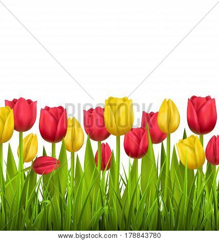 Green grass lawn with red and yellow tulips isolated on white. Floral nature flower background