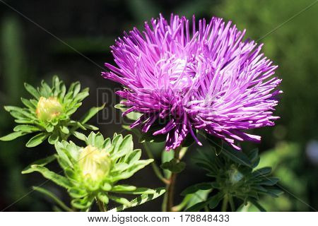 beautiful purple chrysanthemum on a green background