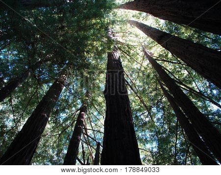 gazing up through the towering redwood trees