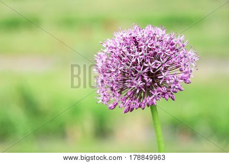 beautiful purple allium on a green background