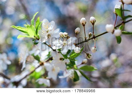 Flowering of small white flowers of apple trees