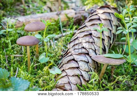 Strobilurus esculentus - edible fungus growing in early spring on fallen spruce cones. Czech Republic Europe.