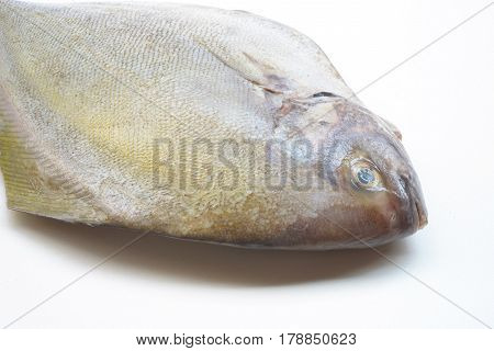 Black pomfret fish isolated on white background.
