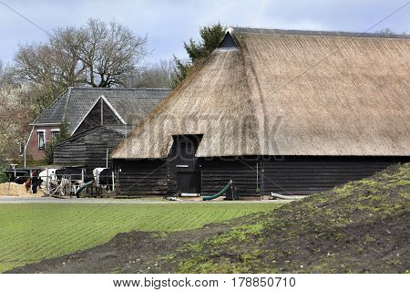 Historic farm and some cows in Orvelte in the Netherlands