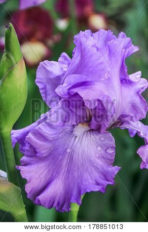 Beautiful light purple iris on a green background