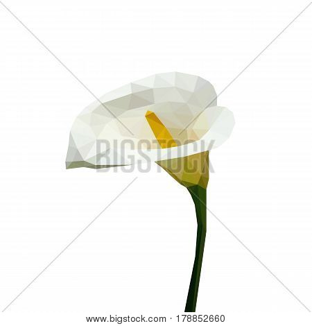 Isolated flower of white calla composed of triangles on white background.