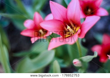 Blossoming scarlet tulips on a green background