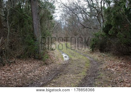 Winding grassy dirt road through a meadow by springtime