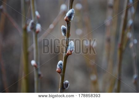 Willow catkins on a twig with blurred catkins in the background
