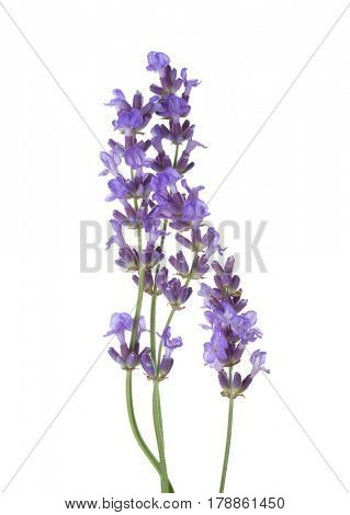Few sprigs  of lavender isolated on white background.