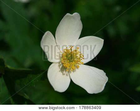 Japanese anemone thimbleweed windflower. Pastel pink flower on black background. Closeup Anemone hupehensis.