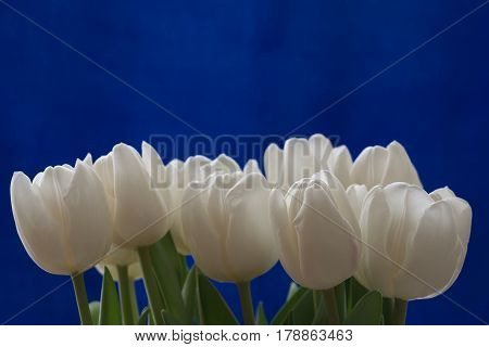 Bouqet of white tulips on blue background. Spring composition
