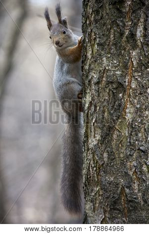 Cute squirrel on the tree watching in lens