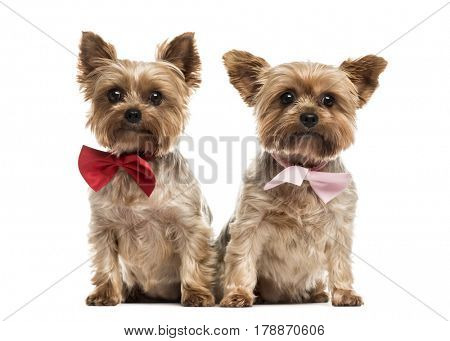 Two yorkshire with bow tie sitting, isolated on white