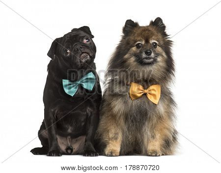 Black pug Pug with bow tie, isolated on white