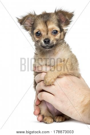 Chihuahua held by hands, 2 months old, isolated on white