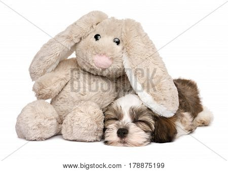 Little Havanese puppy dog sleeping with a rabbit plush toy - isolated on white background