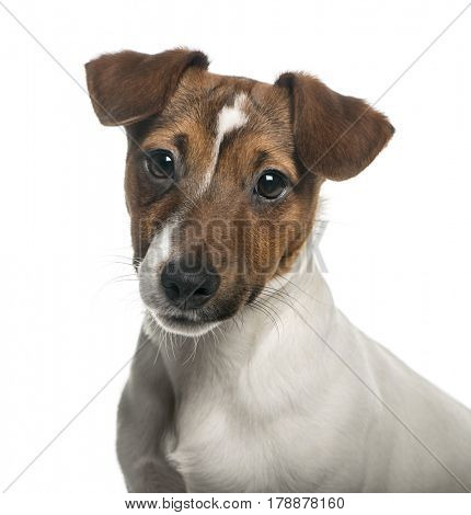 Close-up of a Jack Russell Terrier, isolated on white