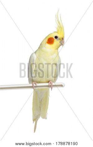 Cockatiel perched, isolated on white