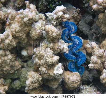 Vongola gigante blu (Tridacna maxima)