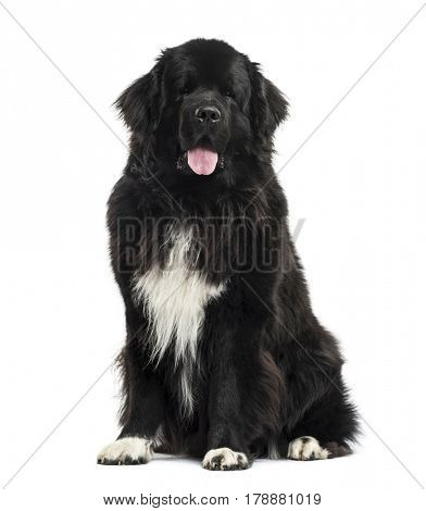 Newfoundland sittind, 3 years old, isolated on white