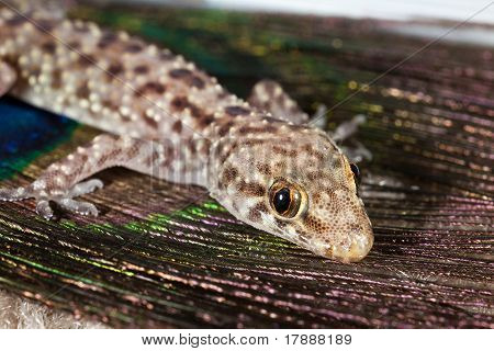 Akdeniz Gecko (Hemidactylus turcicus)