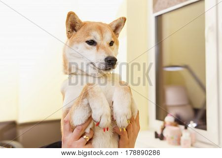Shiba Inu Dog An Appointment At The Beautician