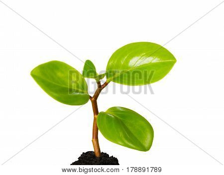 Green sprout from the earth on a white background