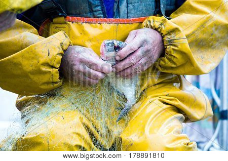 Fisherman is removing a fish from the fishing net.