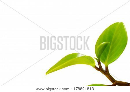 Green sprout with green leaves growing on white background