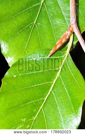 Foliage and bud of a common beech (Fagus sylvatica).