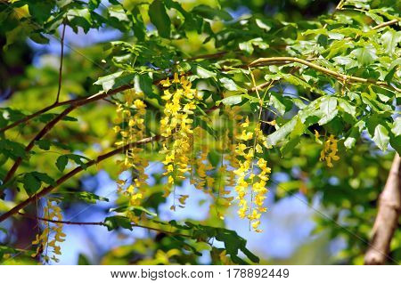 Foliage and flowers of common laburnum (Laburnum anagiroides).