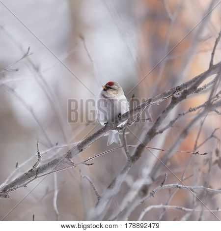 Male redpoll sits on a branch of alder on a light background